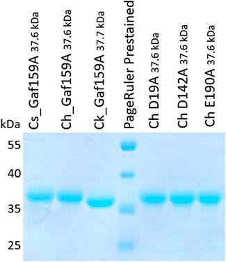 Biochemical and Structural Characterization of Thermostable GH159 Glycoside Hydrolases Exhibiting α-L-Arabinofuranosidase Activity